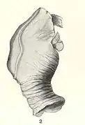 Heteralepas vetula.