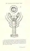 Xylocheles miersi, un Pylochelidae