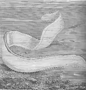 Cestum veneris (Cestida)