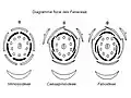 Diagramme floral des Fabaceae.