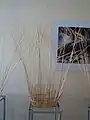 Montage à jour avec une tresse en super