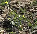 Cicendie filiforme.
