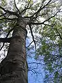 Photo couleur d'un tronc d'arbre gris foncé et de sa cime feuillue vue du dessous, sur fond de ciel bleu nuageux.