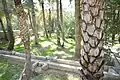 Un falaj (chaîne), oasis de Buraimi