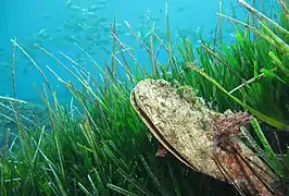 Dans un herbier