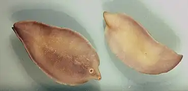 Fasciola hepatica, grande douve du foie (forme adulte).