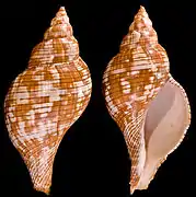 Fasciolaria tulipa