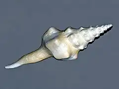 Fusinus undatus