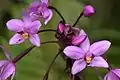 Spathoglottis plicata dans l'île de Fatu Iva, Polynésie française