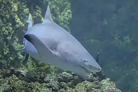 De profil.