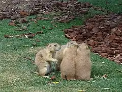 Chiens de prairie