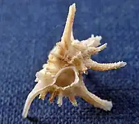 Favartia martini.