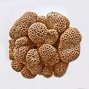 Goniastrea retiformis