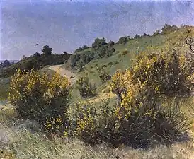 Genêts en fleurs