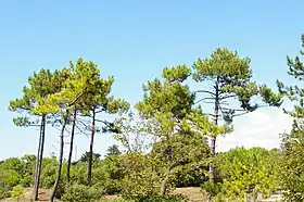 Image illustrative de l’article Forêt domaniale des Pays-de-Monts