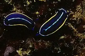 Felimare orsinii