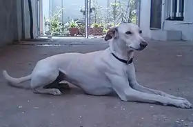 Femelle Chippiparai couchée