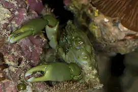 Mithraculus sculptus.