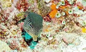 Ostracion solorensis (femelle)