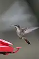 Femelle en vol