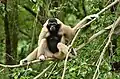 Femelle gibbon à bonnet