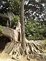Ficus Magnolia enlaceant un palmier
