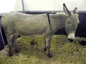 l'âne de l'Amiata