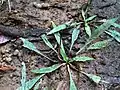 Cryptocoryne spiralis, Sud-Ouest de l'Inde