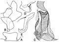 Fig. 3. Gangelomyia xanthopyga (Senior-White), 1924 (selon Lehrer)