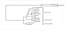 Cladogramme des relations entre les espèces du genre Albula