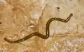 Dos de Diversibipalium multilineatum.