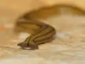 Tête de Diversibipalium multilineatum.