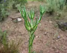 Capitules en formation (Bagnols-en-Forêt, Var, France).