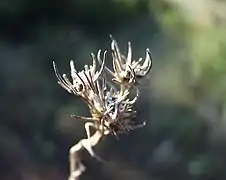 Plant sec (Bagnols-en-Forêt, Var, France).