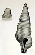 Filodrillia trophonoides.