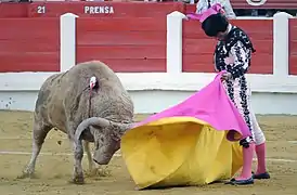 Premier tercio : matador à la cape dessinant une véronique.