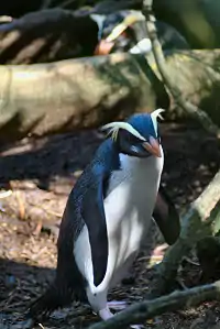Eudyptes pachyrhynchus