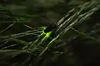 Photo couleur montrant un insecte noire à tête rouge, émettant de la lumière, sur un fond de verdure sombre.