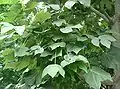 Autres formes de feuilles