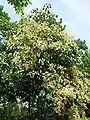 Floraison