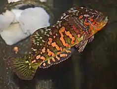 Hexagrammos lagocephalus.
