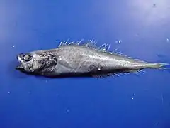 Gadella imberbis.