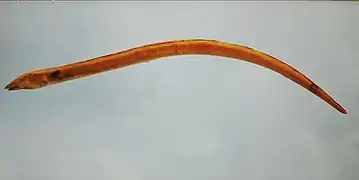 Ophichthus gomesii
