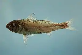 Synagrops bellus