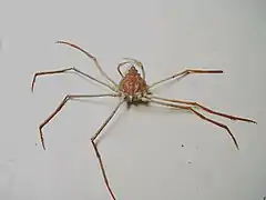 Anasimus latus