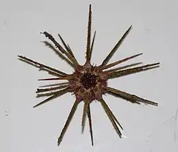 Stylocidaris affinis