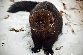 Vue de face d'un Pékan en manteau d'hiver.