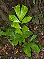 jeune plant