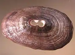 Fissurella crassa