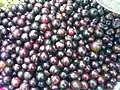 Merises-pays (fruits de Flacourtia jangomas).